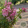 Escallonia laevis Showstopper 15-20 cm 3,0L