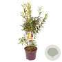 Forsythia int. 'Lynwood' 60-80 cm 7,5L