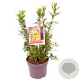 Forsythia int. Minigold 40-45 cm 7,5L