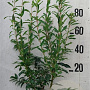 Forsythia int. 'Spectabilis' 80-100 cm 10L