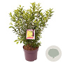 Forsythia int. Week-End 40-45 cm 7,5L