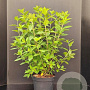 Hydrangea pan. 'Limelight' 60-80 cm 7,5L