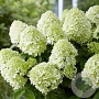 Hydrangea pan. Little Spooky 10-15 cm 2,0L