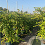 Hydrangea anomala petiolaris 100-125 cm 10L