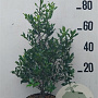 Ilex aquifolium 60-80 cm 10L