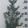 Ilex aquifolium 100-125 cm 20L