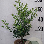 Ilex aq. 'Alaska' 60-80 cm 10L