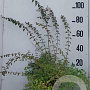 Kolkwitzia amabilis 'Pink Cloud' 60-80 cm 10L