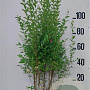 Ligustrum ovalifolium 100-125 cm 10L