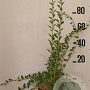 Lycium barbarum 60-80 cm 10L