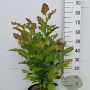 Magnolia kobus 60-80 cm 10L struik