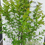 Magnolia kobus 150-175 cm 20L