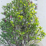 Magnolia 'Susan' 125-150 cm 35L