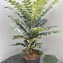 Mahonia media 'Winter Sun' 50-60 cm 10L