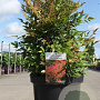 Nandina d. 'Gulf Stream' 40-50 cm 10L