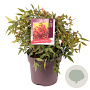 Nandina d. Obsessed 30-40 cm 10L