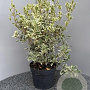 Osmanthus heter. 'Variegatus' 50-60 cm 7,5L