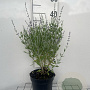 Perovskia atripl. 'Little Spire' GM 2,0L
