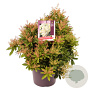 Pieris jap. 'Sarabande' 30-40 cm 5,0L