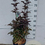 Sambucus nigra Black Tower 60-80 cm 10L