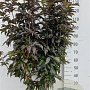 Sambucus nigra Black Tower 125-150 cm 35L