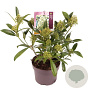 Skimmia confusa 'Kew Green' 30-40 cm 3,0L