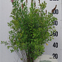 Spiraea billardii 100-125 cm 10L