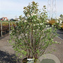 Spiraea vanhouttei 80-100 cm 10L