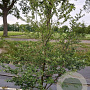 Styrax japonicus 150-175 cm 35L struik