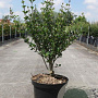 Syringa meyeri 'Palibin' 60-80 cm 10L