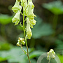 Aconitum vulparia GM P9