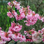 Viburnum bodn. 'Charles Lamont' 60-80 cm 10L