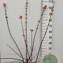 Viburnum bodn. 'Charles Lamont' 80-100 cm 10L