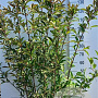 Viburnum bodn. 'Charles Lamont' 125-150 cm 20L