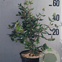Viburnum burkwoodii 60-80 cm 10L