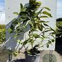 Viburnum plic. 'Mariesii' 30-40 cm 3,0L