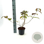Viburnum plic. 'Mariesii' 30-40 cm 3,0L