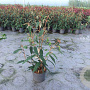 Viburnum rhytidophyllum 60-80 cm 10L