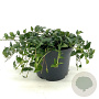 Vinca minor GM 2,0L