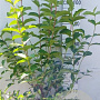 Weigela 'Rosea' 80-100 cm 10L