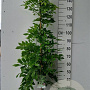Wisteria flor. 'Alba' 175-200 cm 10L