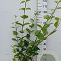 Cornus alba 'Sibirica' 80-100 cm 10L