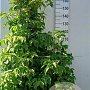 Cornus kousa chinensis 175-200 cm 35L