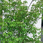 Cornus kousa chinensis 200-225 cm cont. 90L