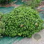 Cornus sericea 'Kelseyi' GM 2,0L