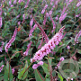 Persicaria a. 'Pink Elephant' GM P9