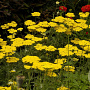 Achillea 'Coronation Gold' GM 2,0L
