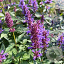 Agastache 'Purple Haze' GM 2,0L
