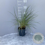 Ammophila arenaria GM 2,0L