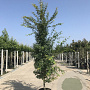 Acer palmatum 10-12 cm 40L geveerd